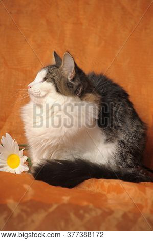Gray With White Norwegian Forest Cat And Daisies On Brown Background