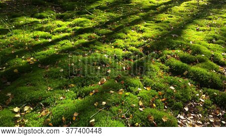 Moss And Leaves On The Forest Floor. Sunny Forest Landscape. Shadow From Trees On The Ground. High Q