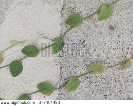 Brick Blocks With Plants Growing On The Surface