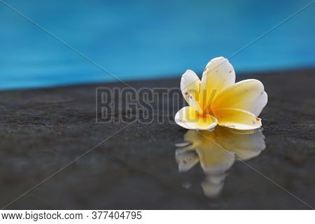 Beautiful White Frangipani Flowers On The Water
