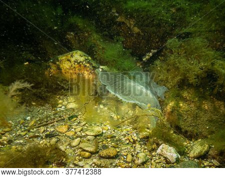 A Jellyfish Appears In A Beautiful Underwater Seascape. Cold Green Water And Yellow Seaweed. Picture