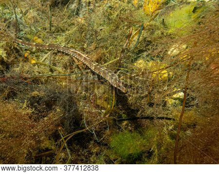 A Closeup Picture Of An Entelurus Aequoreus Or Snake Pipefish. Picture From A Seascape In Oresund, M