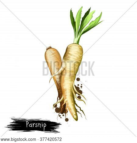 Digital Art Illustration Of Parsnip Or Pastinaca Sativa Isolated On White Background. Organic Health