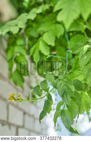Leaves Kampsis With Buds Hanging From Above Climbs An Ant In The Sun