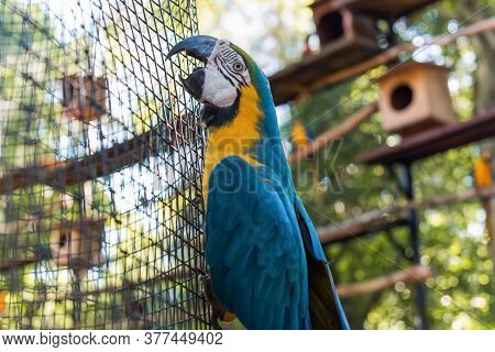 Species Of The Bird Park In Foz Do Iguacu Brazil, Ararauna