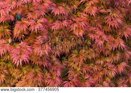 Japanese Maple (acer Palmatum) .close-up Of Red Maple Leaves On The Tree