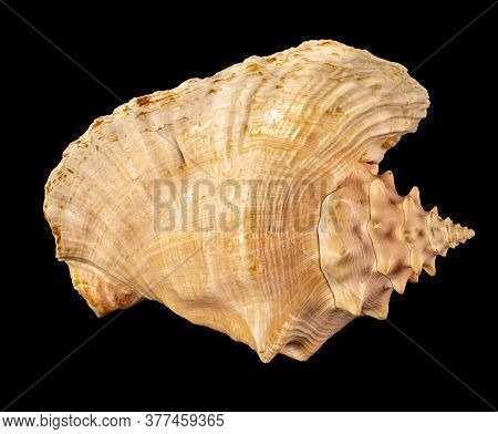 Sea Shell Isolated. Cassis Cornuta, Common Name The Horned Helmet, Is A Species Of Extremely Large S