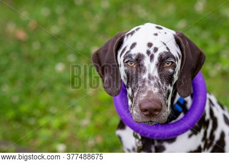 Happy Young Dalmatian Dog Sitting Outdoors With A Puller Ring Toy Around Its Neck. The Portrait Of D