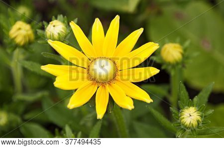 A Very Yellow Flower Found In Ornskoldsvik