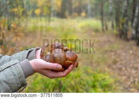 Woman Holding In Hands Gathered Butter Mushrooms Against Autumn Forest Landscape. Human Hands With H