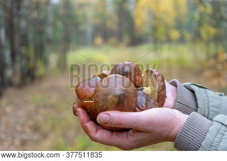 Woman Holding In Hands Gathered Butter Mushrooms Against Autumn Forest Landscape. Human Hands With H