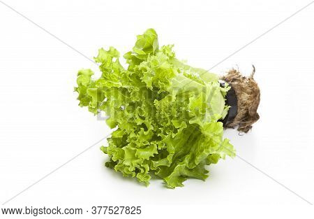 Green Lettuce Plant Isolated On White Background.