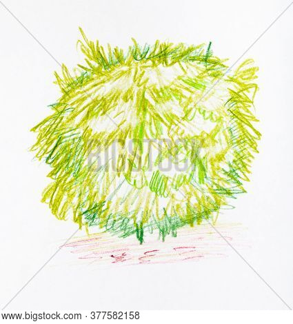 Sketch Of Lush Foliage Of Shrub In Spring Hand-drawn By Color Pencils On White Paper