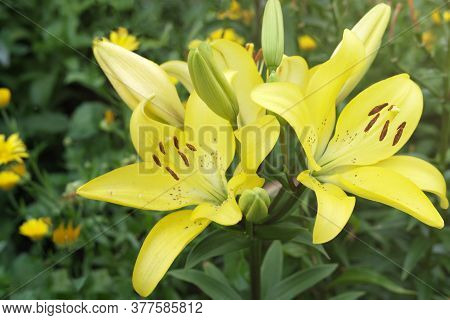Yellow Giant Asian Lily Flowers. Gardening And Flowers Growing Concept. Summer Garden. Evening Sunsh