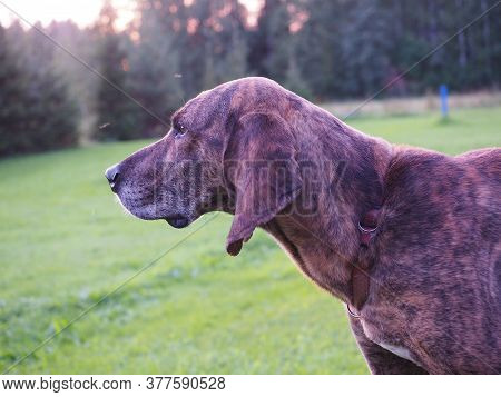 Plott Hound Portrait Garden In Teh Forest Autumn