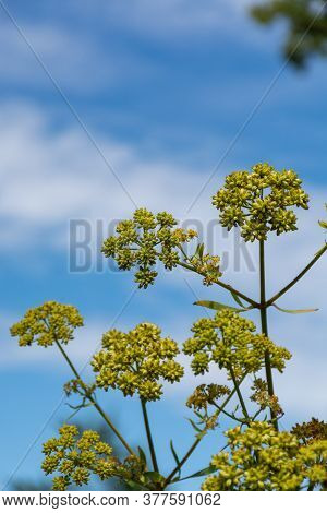 Botanical Collection Of Medicinal And Edible Plants, Yellow Blossom Of Lovage Or Levisticum Officina
