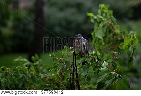 Lonely Pigeon - Sitting On A Tree In The Rain In Warsaw.