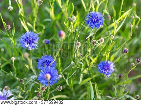 Cornflower, Centaurea Cyanus, Asteraceae. Cornflower Herb Or Bachelor Button Flower In Garden.
