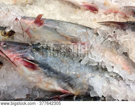 Many Assorted Fish Whole Laid Out On White Ice At Market