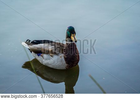 A Brown Mallard Swimming At Colorado Springs, Colorado