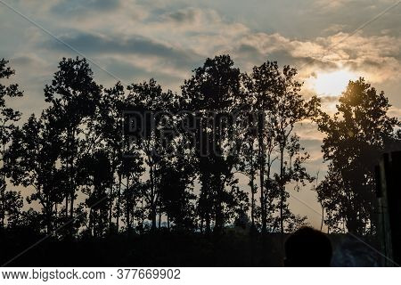 Pine Tree At Shillong View Point, Laitkor Peak Shillong Meghalaya India.