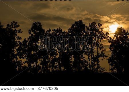 Pine Tree At Shillong View Point, Laitkor Peak Shillong Meghalaya India.