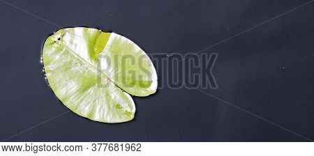 Water Lily In The Lake, Beautiful Leaf
