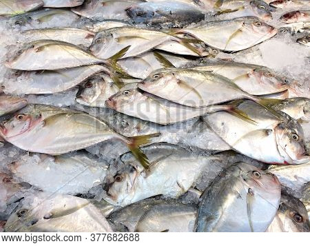 Fish Big Forehead Whole Laid Out On White Ice At Market