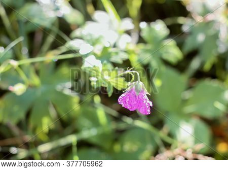 Geranium Wallichianum Flowering Plant On Summer Meadow