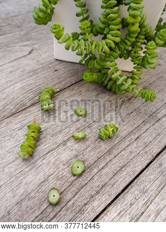 Jade Necklace Succulent Plant With Small Cuttings Next To It On A Wooden Background,  Ready To Be Pr