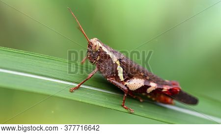 macro photography of a big multicolored motley grasshopper resting on a leaf, strong posterior legs for jump, green jungle background, on the tropical island of Kho Phi Phi, thailand