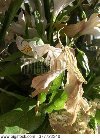 Dying Drooping Flowers Dry Without Water White And Green