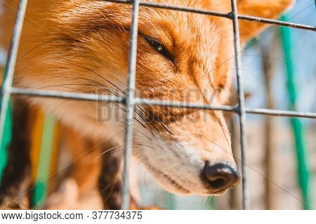 A Fox Pokes Its Nose Between The Metal Bars Of A Zoo Cage. Animal Care In A Veterinary Hospital For 