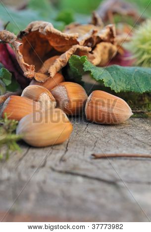 Hazelnuts บนแผ่นไม้
