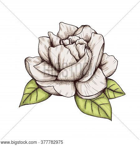 Vintage Style Gardenia Flower Decor 300 Dpi Digital Art