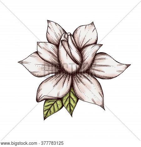 Elegant Gardenia Flower Decor 300 Dpi Digital Art