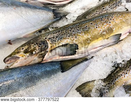 Atlantic Salmon Spotted Fish Whole Laid Out On White Ice At Market
