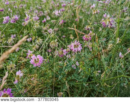 Small Pink Flowers With Green Bushes Around