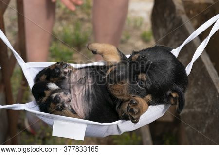 Jack Russell Terrier Puppy Lies In A Mask. To Rest On His Back
