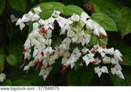 White Flowers Of Clerodendrum Thomsoniae Plant Commonly Known As Bleeding Heart Vine, Glory Bower Or