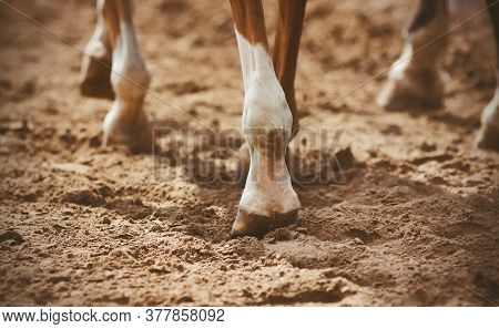 The Hooves Of Unshod Horses That Walk On A Warm Sunny Day On Loose Sand.