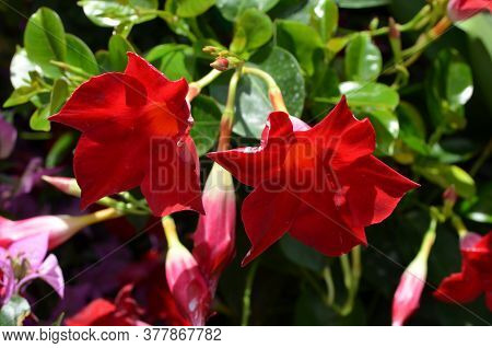 Close Up Of Two Delicate Vivid Red Flowers Of Mandevilla Plant, Commonly Known As Rocktrumpet, In A 