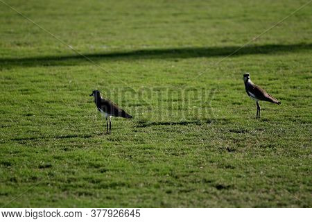 Eunapolis, Bahia / Brazil - July 13, 2008: A Couple Of Birds Of Prey Is Seen In Gramado In The City 