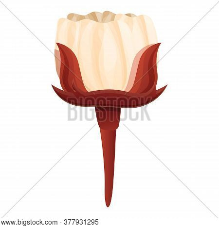 Cotton Plant Flower Icon. Cartoon Of Cotton Plant Flower Vector Icon For Web Design Isolated On Whit
