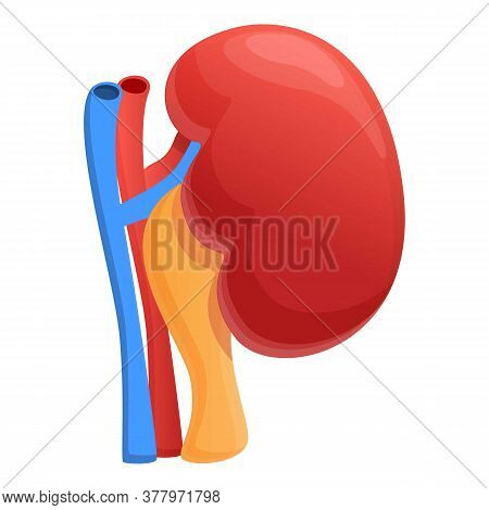 Urinary Kidney Icon. Cartoon Of Urinary Kidney Vector Icon For Web Design Isolated On White Backgrou