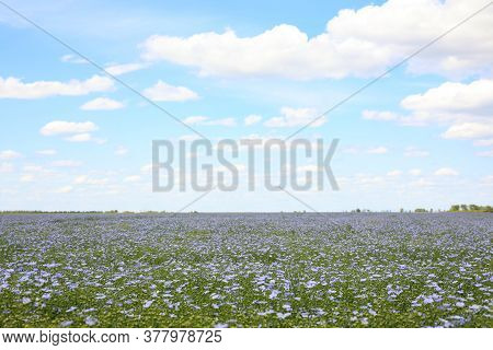 Beautiful View Of Blooming Flax Field On Summer Day