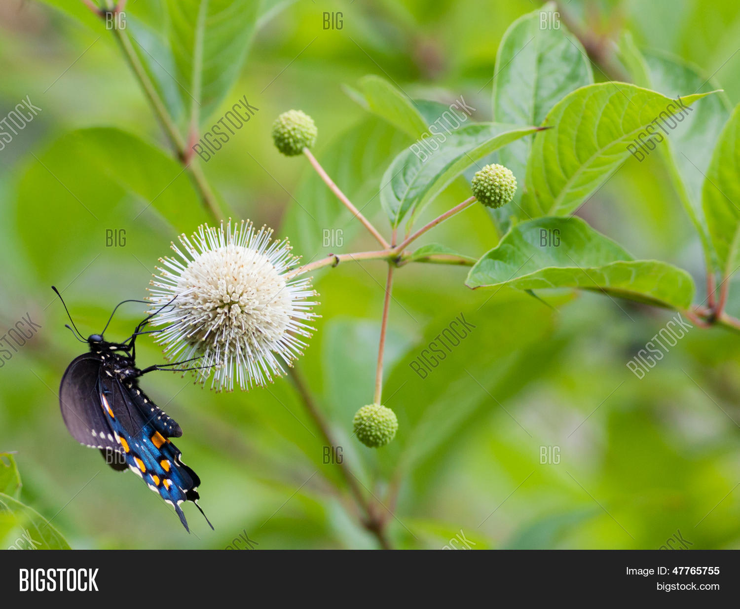 Image Preview