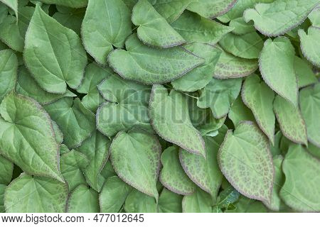 Summer Natural Plant Background. Leaves Of Goryanka, Epimedium, Herbaceous Perennial Plant. Top View