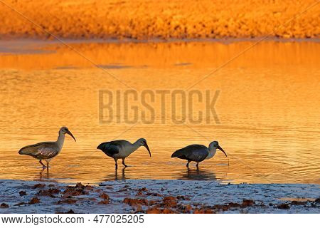 Hadeda Ibises (bostrychia Hagedash) Foraging In Shallow Water At Sunset, South Africa
