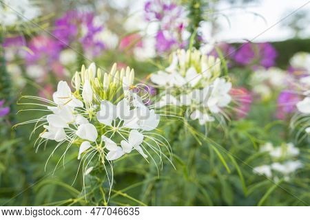 Close Up Flowers In The Garden Tarenaya Hassleriana